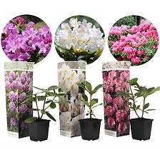 PLANT IN A BOX Rhododendron - Mélange de 3 - Violet, blanc, rose - Pot 9cm - ...