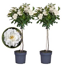 PLANT IN A BOX Rosa Palace 'Kailani' - Set de 2 - Rosiers tiges - Pot 19cm - ...