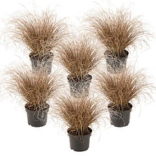 PLANT IN A BOX Carex Comans Bronco - x6 - Herbe Ornementale - Pot de 10.5 -  ...