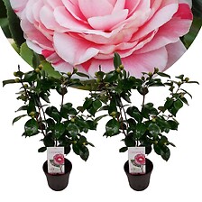 PLANT IN A BOX Camellia japonica 'Bonomiana' - Set de 2 - Rose - Pot 15cm -  ...