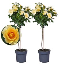 PLANT IN A BOX Rosa Palace 'Mysore' - Set de 2 - Rosiers tiges - Pot 19cm -  ...