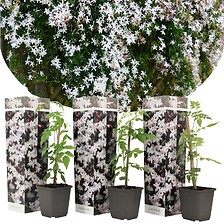 PLANT IN A BOX Jasminoides Officinale - Set de 3 - Blanc - Jasmin - Pot 9cm  ...