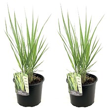 PLANT IN A BOX Panicum virgatum - Set de 2 - Panicum northwind - Pot 23cm -  ...