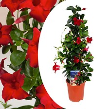 PLANT IN A BOX Mandeville 'Rio Deep Red' - Dipladenia - Pot 17cm - Hauteur 6 ...