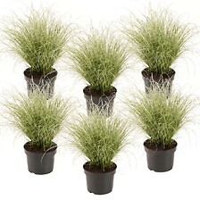 PLANT IN A BOX Carex 'Brume amazonienne' - Set de 6 - Pot 10,5 - Hauteur 15- ...