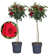 PLANT IN A BOX Rosa Palace 'Pride' - Set de 2 - Rosiers tiges - pot 19cm - h ...