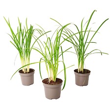 PLANT IN A BOX Tulbaghia 'Knobikraut' - Ail des ours - Lot de 3 - ⌀9 cm - Ha ...