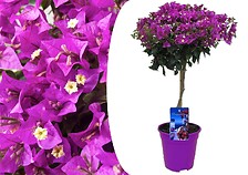 PLANT IN A BOX Bougainvillée sur tige - Fleurs violettes - Pot 17cm - Hauteu ...