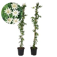 PLANT IN A BOX Passiflore 'Constance Elliot' XL - 2 pièces - Passiflore - ⌀1 ...