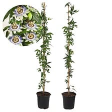 PLANT IN A BOX Passiflore 'Caerulea' XL - 2 pièces - Passiflore - ⌀17 cm - H ...