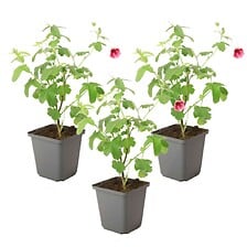 PLANT IN A BOX Anisodontea capensis - Lavatère du Cap - x3 - rose/violet - ⌀ ...