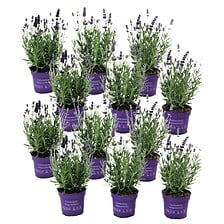 PLANT IN A BOX Lavandula angustifolia - x12 - Plante de lavande - Pot 10.5cm ...