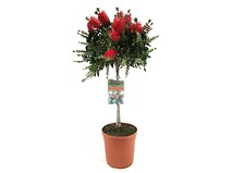 PLANT IN A BOX Callistemon citrinus - plante d'abat-jour - Pot 21cm - Hauteu ...