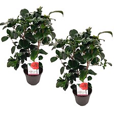 PLANT IN A BOX Camellia japonica 'Lady Campbell' - Set de 2 - Rose - Pot 15c ...