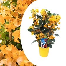 PLANT IN A BOX Bougainvillea 'Dania' - Sur support - Fleurs Jaune - Pot 17cm ...