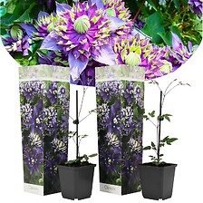 PLANT IN A BOX Clematis Taiga - Set de 2 - Plantes grimpantes - Pot 9cm - Ha ...