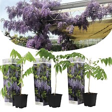 PLANT IN A BOX Wisteria sinensis - Set de 3 - Pluie bleue - Pot 9cm - Hauteu ...