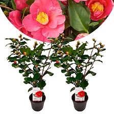 PLANT IN A BOX Camellia japonica 'Dr. King' - Set de 2 - Rose - Pot 15cm - H ...