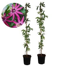 PLANT IN A BOX Passiflore 'Victoria' XL - 2 pièces - Passiflore - ⌀17 cm - H ...