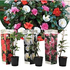 PLANT IN A BOX Camellia japonica - Mélange de 3 - Rouge blanc rose - Pot 9cm ...