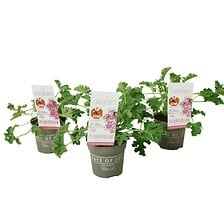 PLANT IN A BOX Pelargonium 'plante anti-moustique' - Lot de 3 - rose - ⌀10 c ...