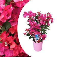 PLANT IN A BOX Bougainvillier sur support - Fleurs roses - Pot 17cm - Hauteu ...