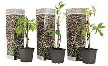 PLANT IN A BOX Parthenocissus 'Wild Winged' - Set de 3 - Pot 9cm - Hauteur 2 ...