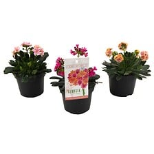 PLANT IN A BOX Lewisia cotyledeon 'Herbe amère' - Mélange de 3 - Pot 10cm -  ...