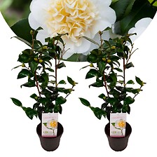 PLANT IN A BOX Camellia japonica Brushfield's Yellow - Set de 2 - Pot 15cm - ...