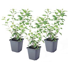 PLANT IN A BOX Solanum Rantonnetii 'Trésors de la nuit' - Lot de 3 - ⌀9 cm - ...