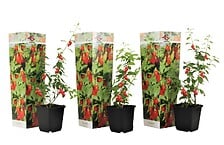 PLANT IN A BOX Lycium Barbarum - Set de 3 - Plantes de Goji - Pot 9cm - Haut ...