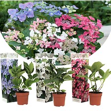 PLANT IN A BOX Hortensia Teller  - Mélange de 3 - Jardin - Pot 9cm - Hauteur ...