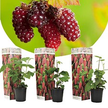 PLANT IN A BOX Rubus Baie de Tay - Set de 3 - Plante de jardin - Mûre - ⌀9cm ...