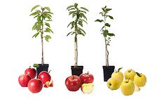 PLANT IN A BOX Pommiers - Lot de 3 - Braeburn, Golden Delicious, Gala - ⌀9cm ...