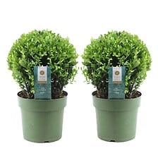 PLANT IN A BOX Ilex crenata forme boule - Houx japonais - lot de 2 - ⌀17cm - ...