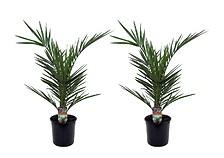 PLANT IN A BOX Phoenix Canariensis - Set de 2 - Palmier dattier - Pot 15cm - ...