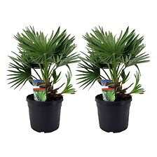 PLANT IN A BOX Chamaerops 'Vulcano' - Set de 2 - Palmier nain - Pot 19cm - H ...