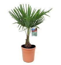 PLANT IN A BOX Trachycarpus Fortunei - Palmier éventail - Pot 21cm - Hauteur ...