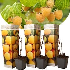 PLANT IN A BOX Plants de framboises - Set de 3 - Plante Jardin - Pot 9cm - H ...