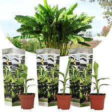 PLANT IN A BOX Musa Basjoo - Set de 3 - Plante de banane - Jardin - Pot 9cm  ...