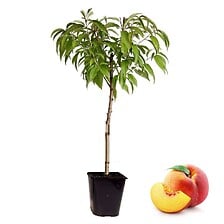 PLANT IN A BOX Prunus Persica Bonanza - Pêcher nain - Pot 14cm - Hauteur 60- ...