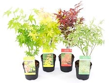 PLANT IN A BOX Acer palmatum - Set de 4 - Erable du Japon - Pot 10,5cm - Hau ...