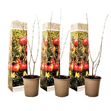 PLANT IN A BOX Punica Granatum - Set de 3 - Grenade - Pot 9cm - Hauteur - 25 ...