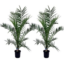 PLANT IN A BOX Phoenix Canariensis - Set de 2 - Palmier dattier - Pot 19cm - ...