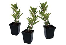 PLANT IN A BOX Arbutus Unedo - Set de 3 - Fraisier - Pot 9cm - Hauteur 25-40 ...