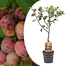 PLANT IN A BOX Prunus domestica 'Opal' - Prunier - Arbre fruitier - Pot 21cm ...