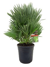 PLANT IN A BOX Chamaerops 'Vulcano' - Palmier nain rustique - Pot 24cm - Hau ...