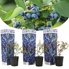 PLANT IN A BOX Myrtille - Set de 3 - Plante à baies - Pot 9cm - Hauteur 25-4 ...