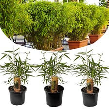 PLANT IN A BOX Fargesia Rufa - Set de 3 - Bambou non poussant - Pot 13cm - H ...