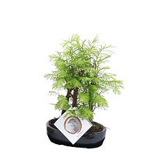 PLANT IN A BOX Bonsaï extérieur Metasequoia Forest - Bonsaï - Pot 15cm - Hau ...